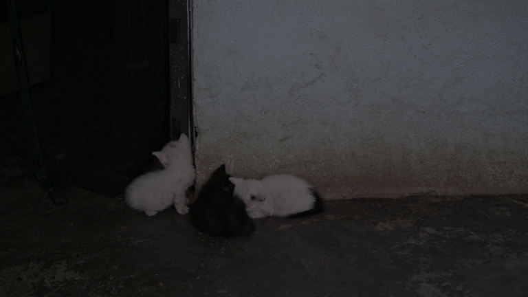 Blue Stomach: Image 3